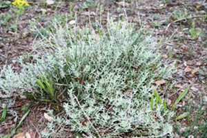 aromatique méditerranéenne